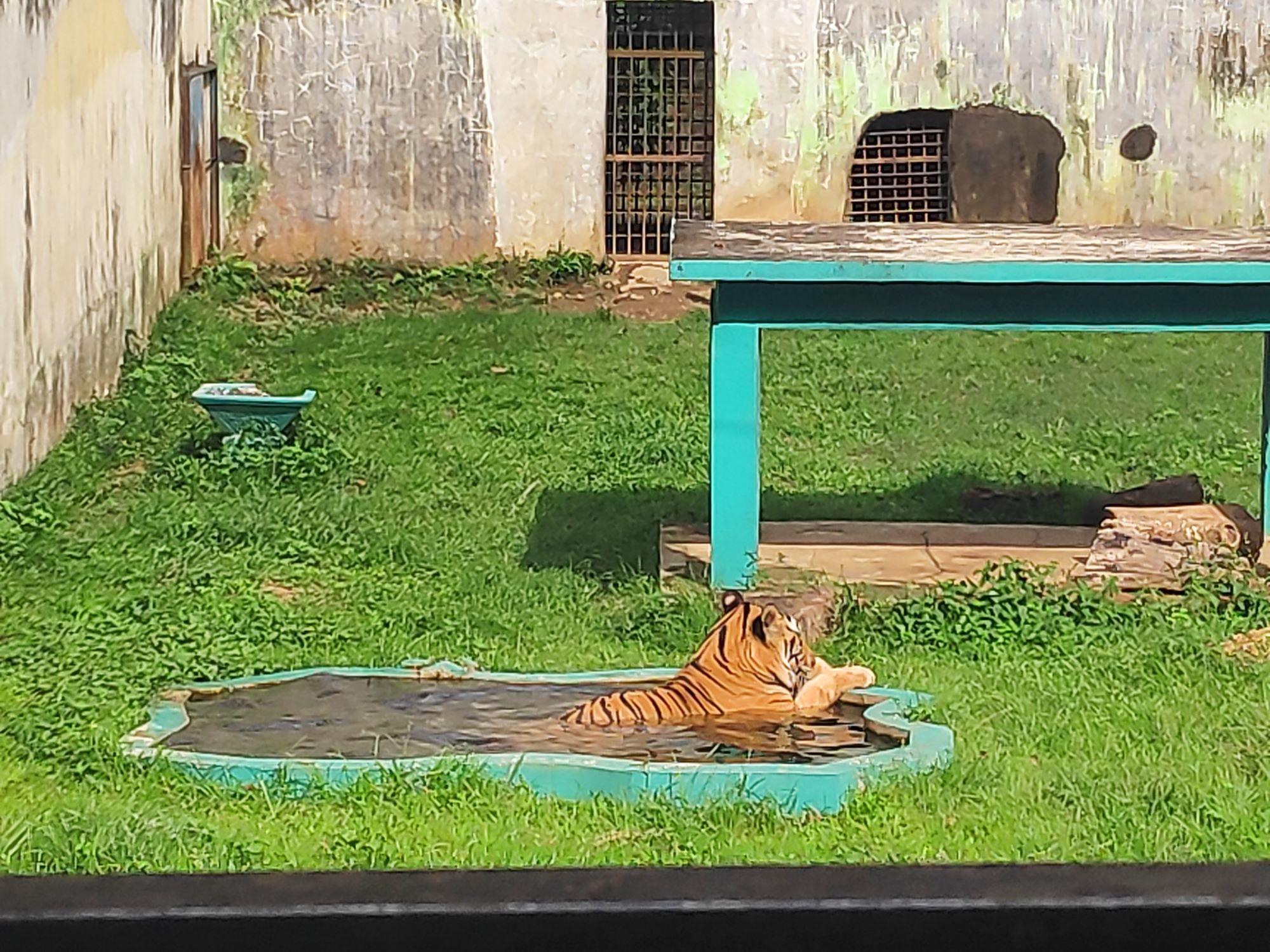 Salah satu koleksi dari Medan Zoo yaitu harimau benggala- fery malau