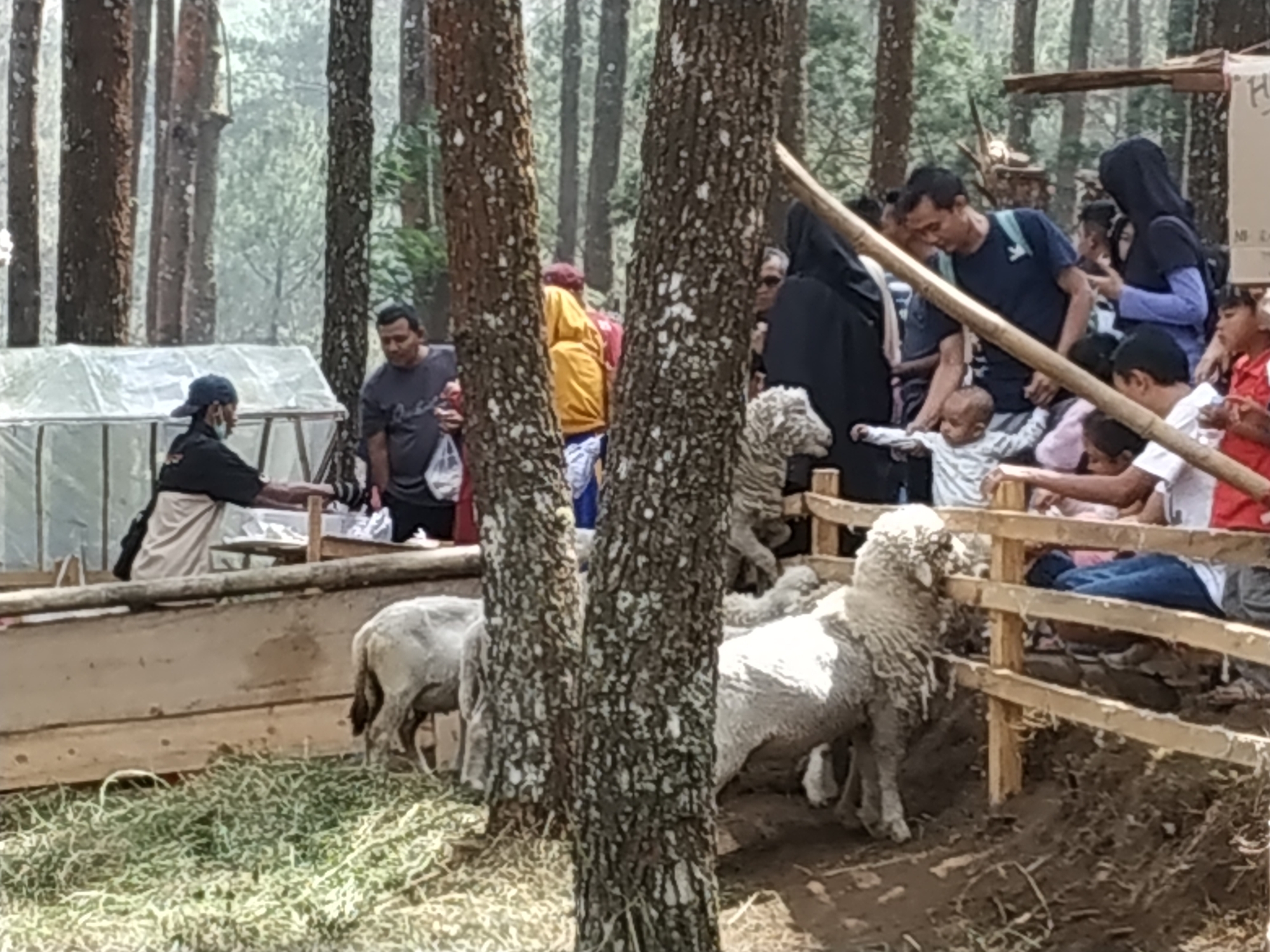 Wisatawan memberi makan kambing di wisata The Lawu Park.
