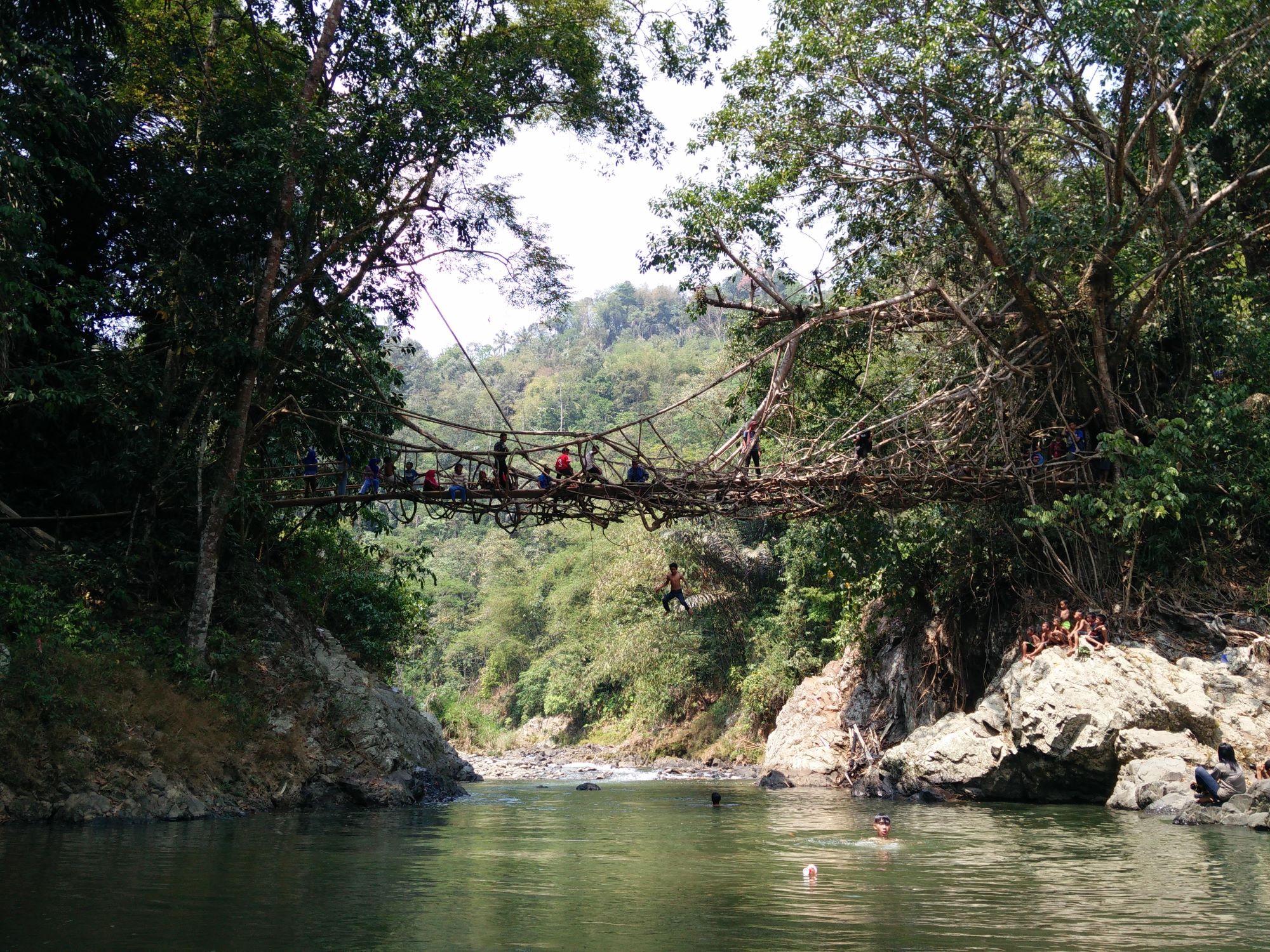 jembatan akar pohon -rendy dwi widyaswoko
