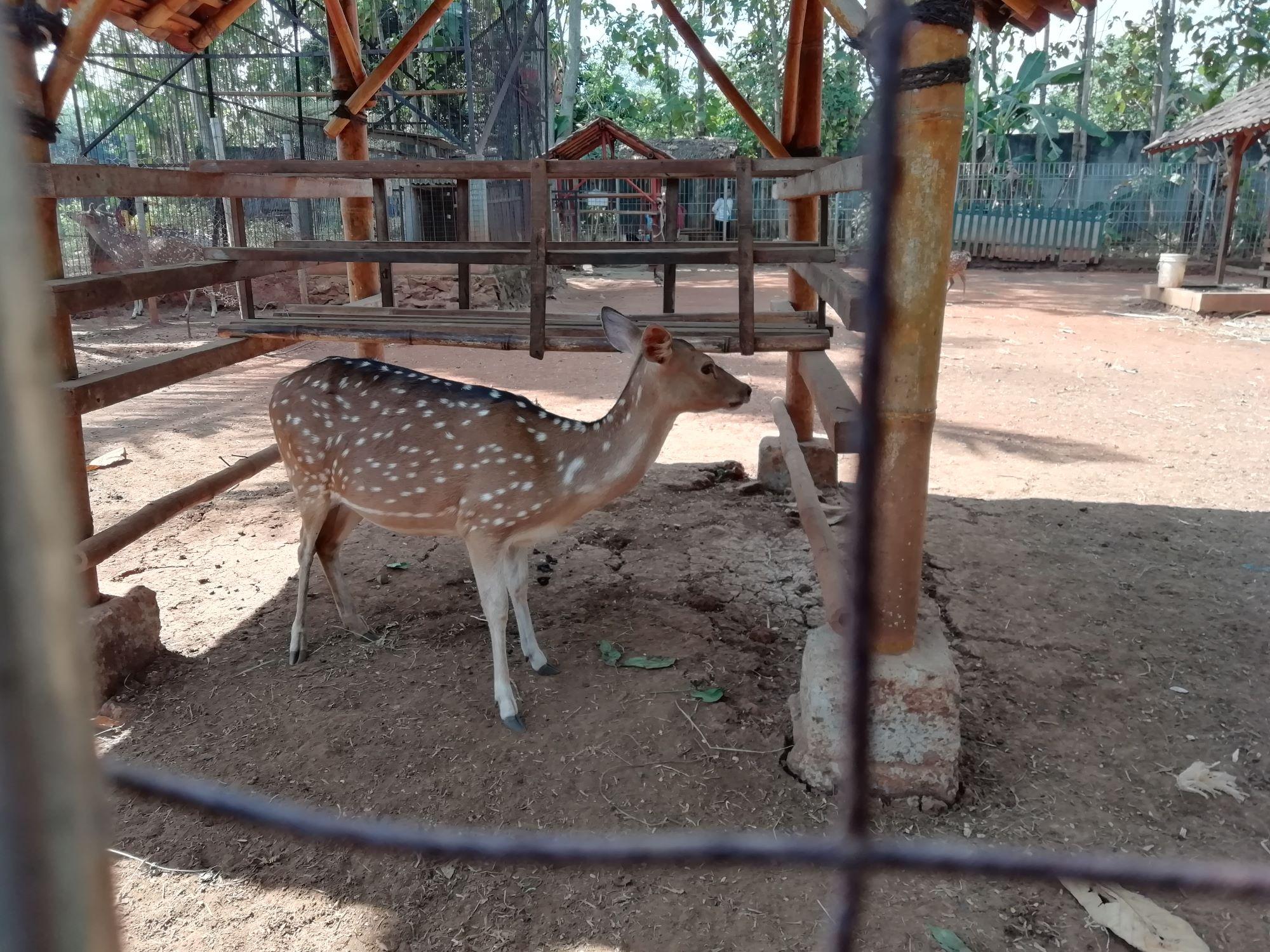 pengunjung dapat memberi makan rusa -maya priambodo