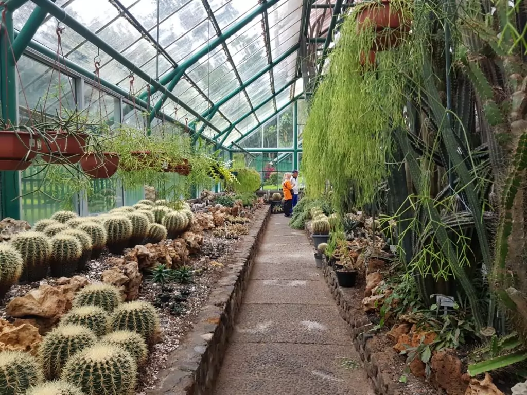 Sekumpulan tanaman kaktus di rumah kaca Kebun Raya Cibodas.