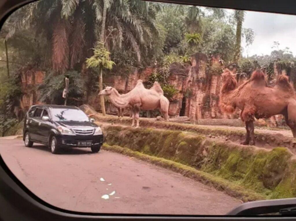 tour taman safari menggunakan mobil pribadi