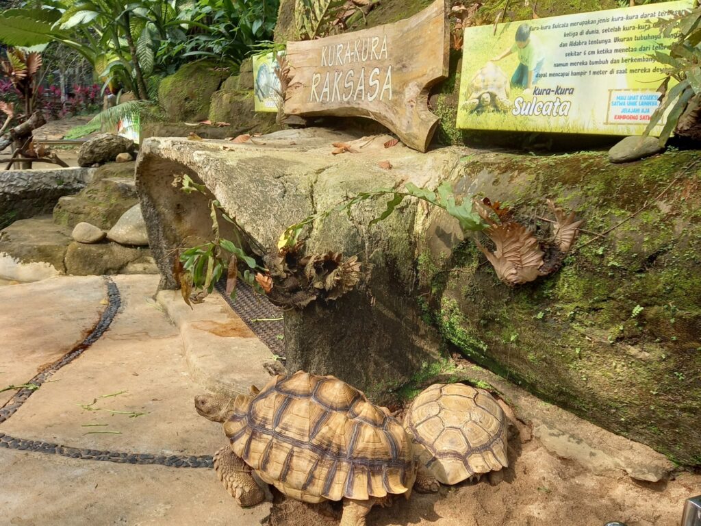  2 kura-kura raksasa wisata ngrembel asri.