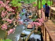 Aliran Sungai dengan hiasan pohon sakura di Wisata Umbalan Tanaka Malang