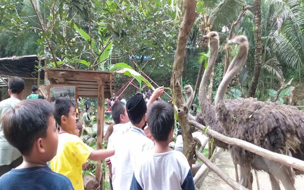 Anak-anak berinteraksi dengan burung onta di Kampung Satwa Wisata Ngrembel Asri.