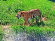 Harimau Sumatera di Taman Satwa Taru Jurug Surakarta (Jurug Solo Zoo)