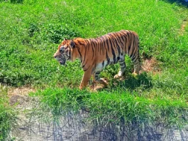 Harimau Sumatera di Taman Satwa Taru Jurug Surakarta (Jurug Solo Zoo)