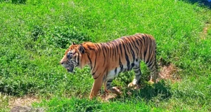 Harimau Sumatera di Taman Satwa Taru Jurug Surakarta (Jurug Solo Zoo)