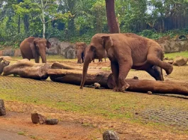 Gajah di Taman Safari Indonesia 2 Prigen