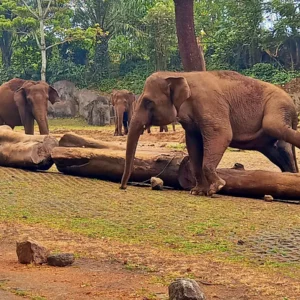 Gajah di Taman Safari Indonesia 2 Prigen