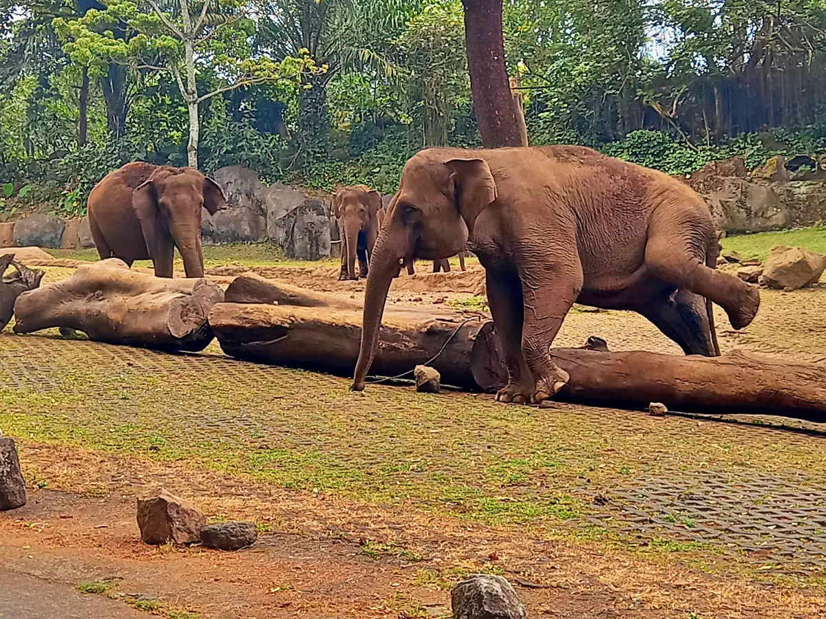 Gajah di Taman Safari Indonesia 2 Prigen