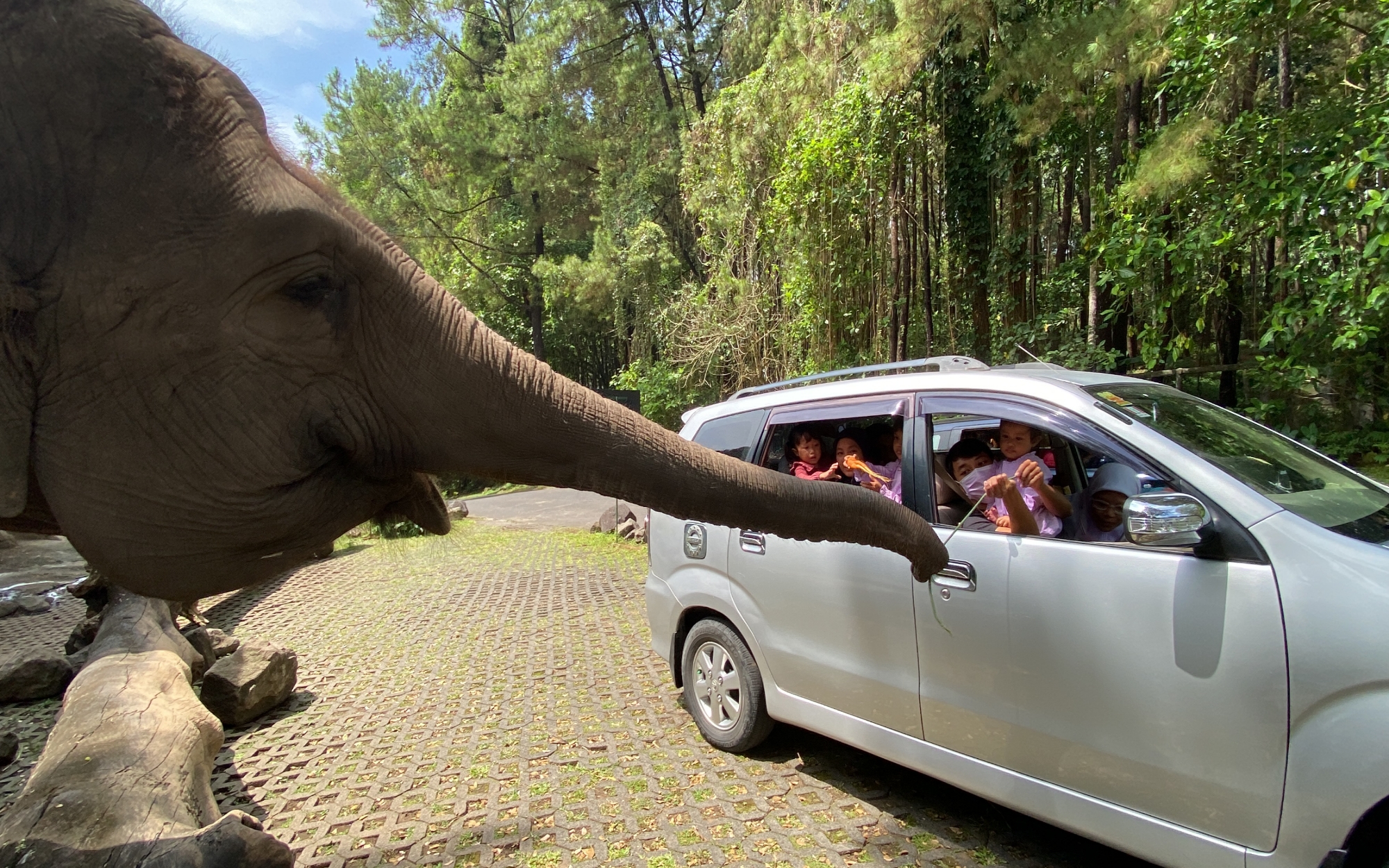 kor gajah bercengkrama dengan pengunjung Taman Safari Prigen