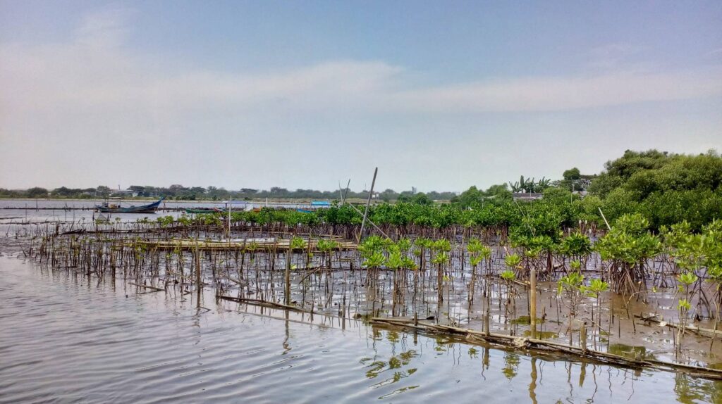 Hutan mangrove di Pantai Marunda