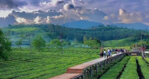 Tea Walk menuju Situ Cihaniwung