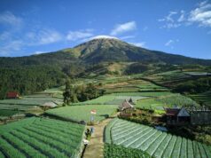 Pemandangan perkebunan sayur Nampan Sukomakmur