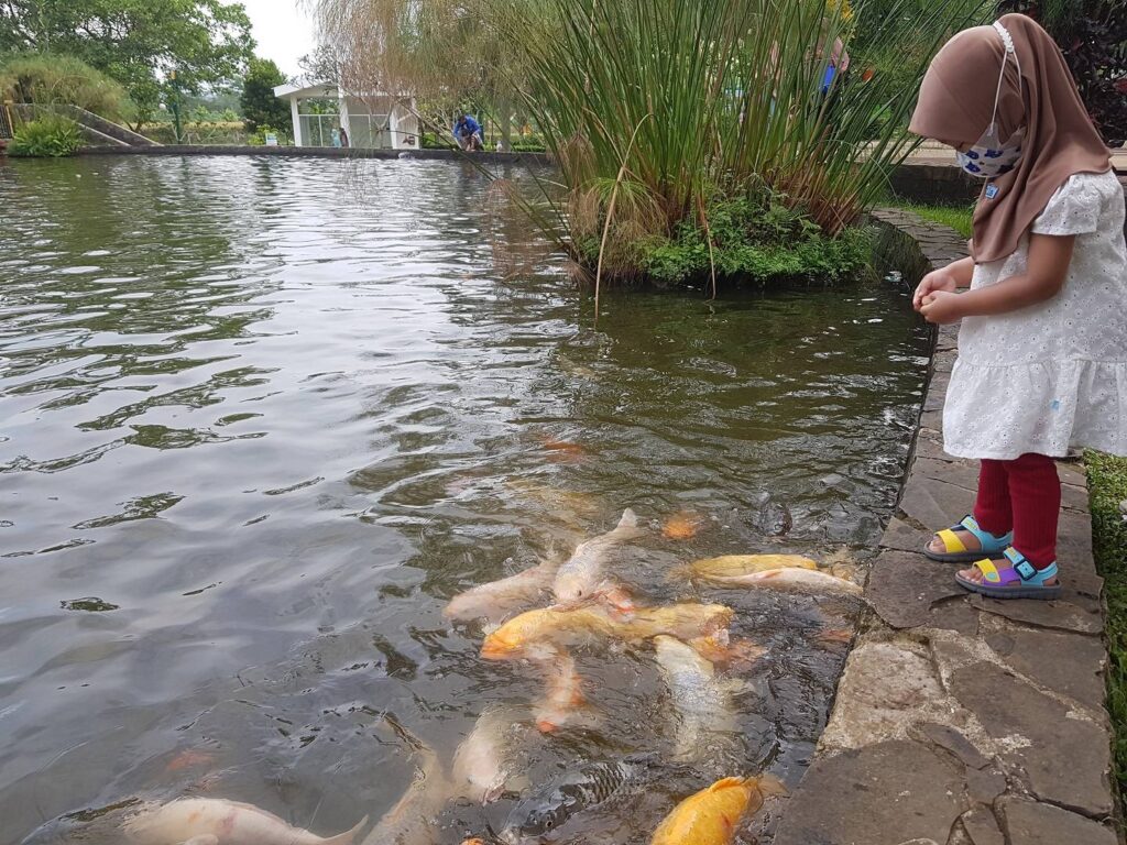 Pengunjung Berinteraksi Langsung dengan Memberi Makan Ikan