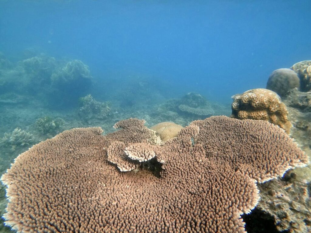 Wisata bawah laut Pulau Harapan
