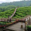 Jembatan untuk tea walk di atas perkebunan teh