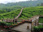 Jembatan untuk tea walk di atas perkebunan teh