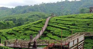 Jembatan untuk tea walk di atas perkebunan teh