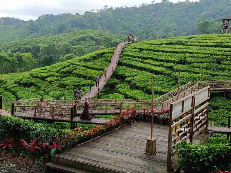 Jembatan untuk tea walk di atas perkebunan teh