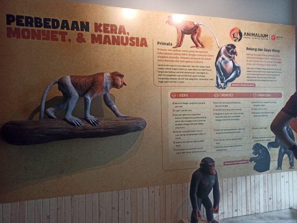 Belajar tentang perbedaan kera, monyet, dan manusia di Animalium