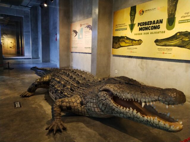 Patung aligator di lobi herpetofauna Animalium