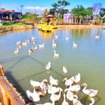 Danau dengan wahana bebek-bebek di Tepi Kota Healing Bandung