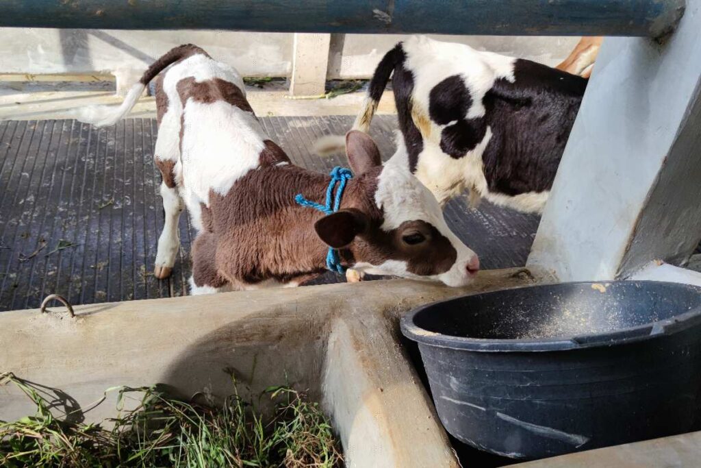 Anak-anak dapat berinteraksi dan melihat dengan dekat anak sapi di Boemisora