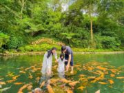 Ikan yang ada di kolam Sendang Lawu suka mendekati pengunjung