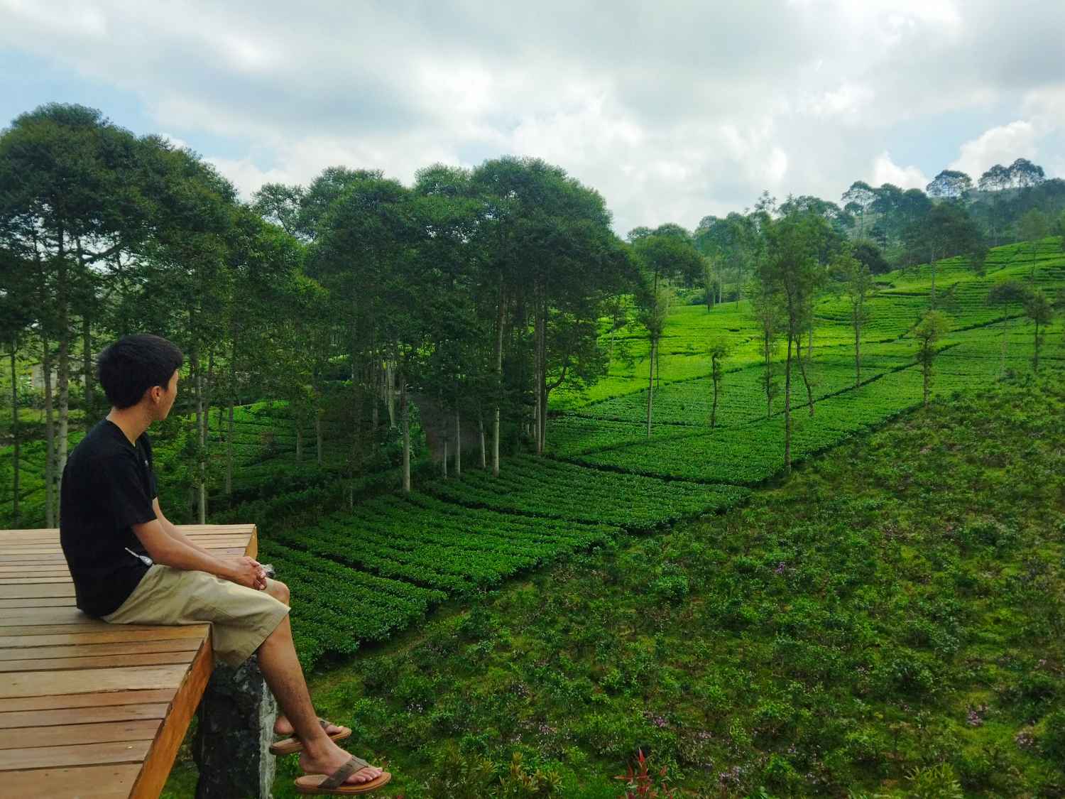 Pemandangan perkebunan teh di Sikembang Glamping