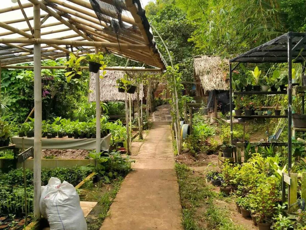 Belanja tanaman hias di Kampung Konservasi Rimbun