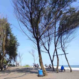 Pohon cemara udang Pantai Cangkring