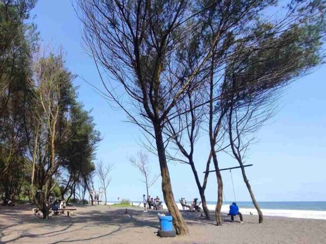 Pohon cemara udang Pantai Cangkring