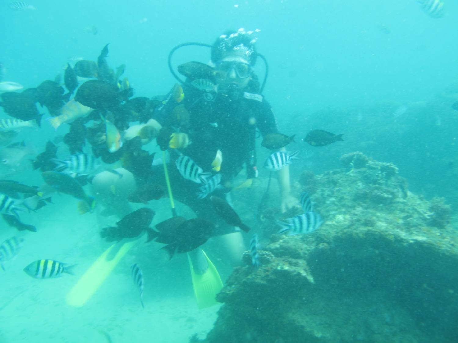 Scuba diving di Tanjung Benoa dan bertemu banyak biota laut