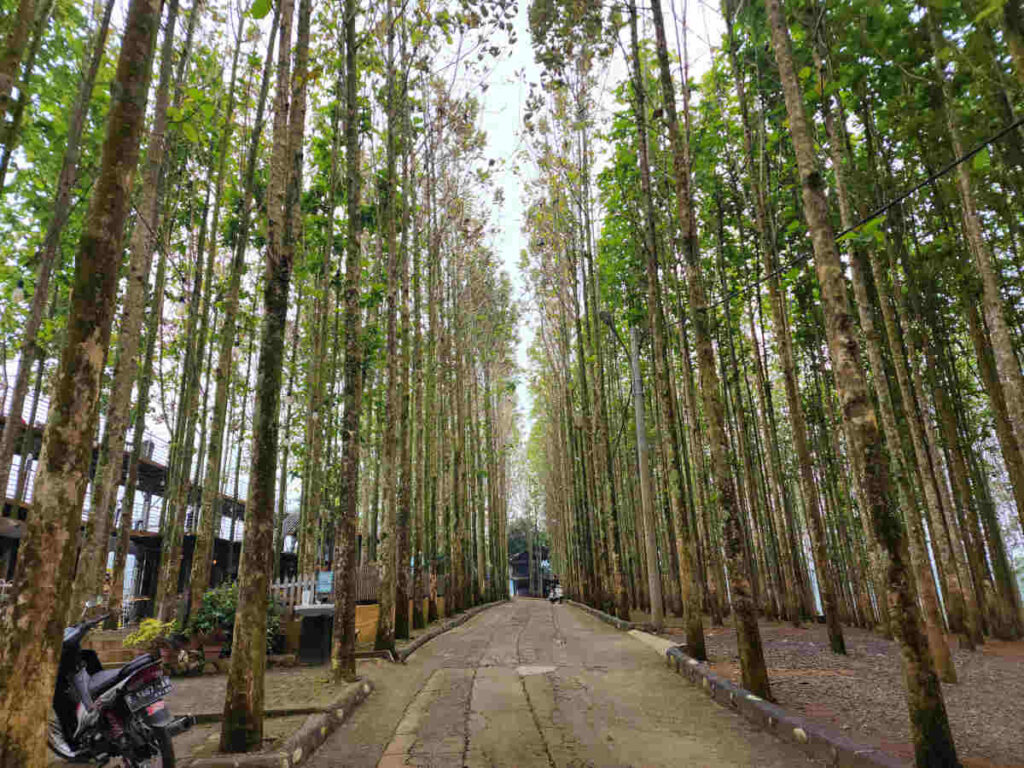 Barisan pohon jati di Kebun Jati Pancawati