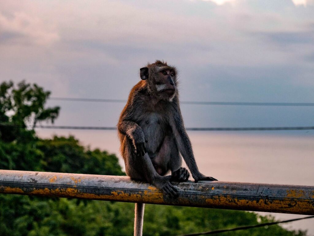 Satwa monyet di kawasan Labuan Sait Beach