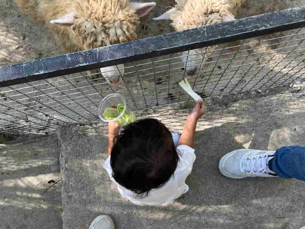 Memberi makan domba di kebun binatang mini Arkamaya Kusuma Resort 