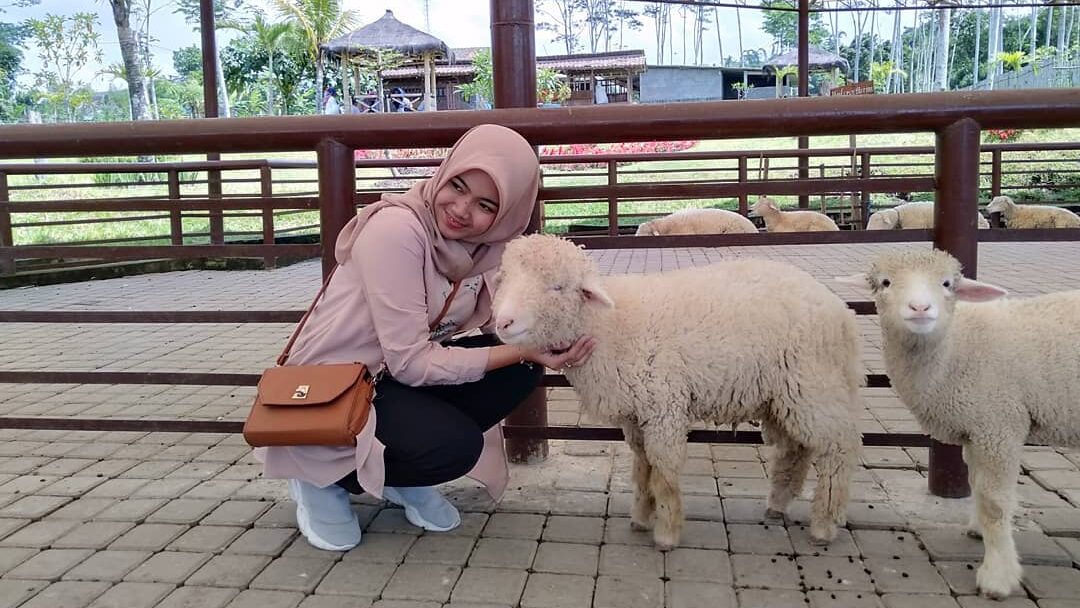 Agrowisata Bhumi Merapi Berinteraksi dengan Domba Lucu
