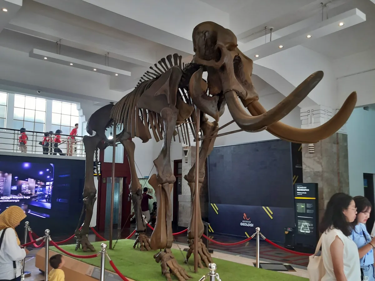 Fosil Gajah Purba