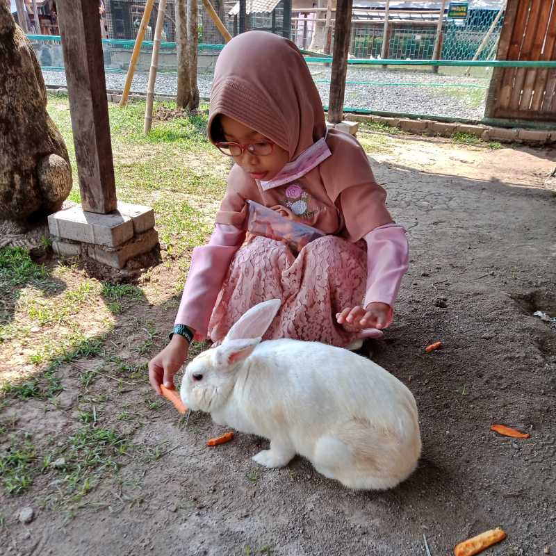 Anak-anak memberi makan kelinci di Sui Farm Malang