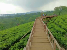 Jembatan kayu sebagai lintasan untuk menjelajah keindahan kebun teh bukit kuneer