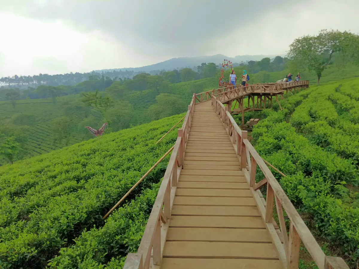 Jembatan kayu sebagai lintasan untuk menjelajah keindahan kebun teh bukit kuneer