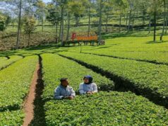 Suasana sejuk di Kebun Teh Panama - Foto: Instagram/kebun.tehpanama