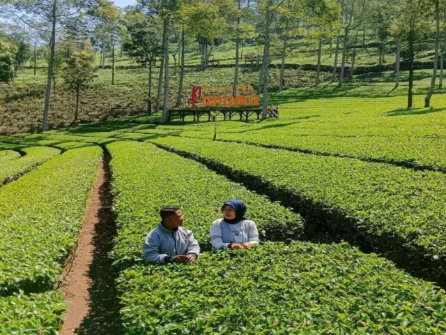 Suasana sejuk di Kebun Teh Panama - Foto: Instagram/kebun.tehpanama