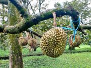 Kebun Durian Warso