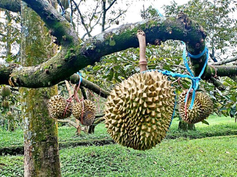 Kebun Durian Warso