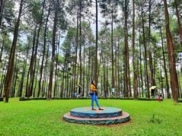 Suasana hutan pinus di Prabanlintang Danasari