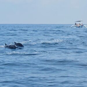 Lovina Dolphin Tour Bali