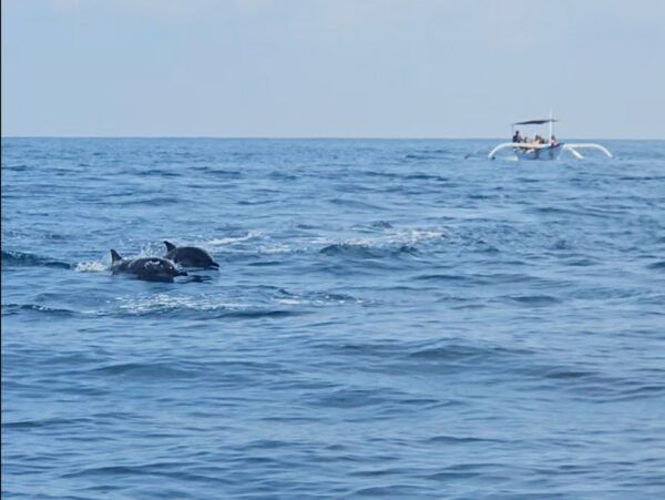 Lovina Dolphin Tour Bali